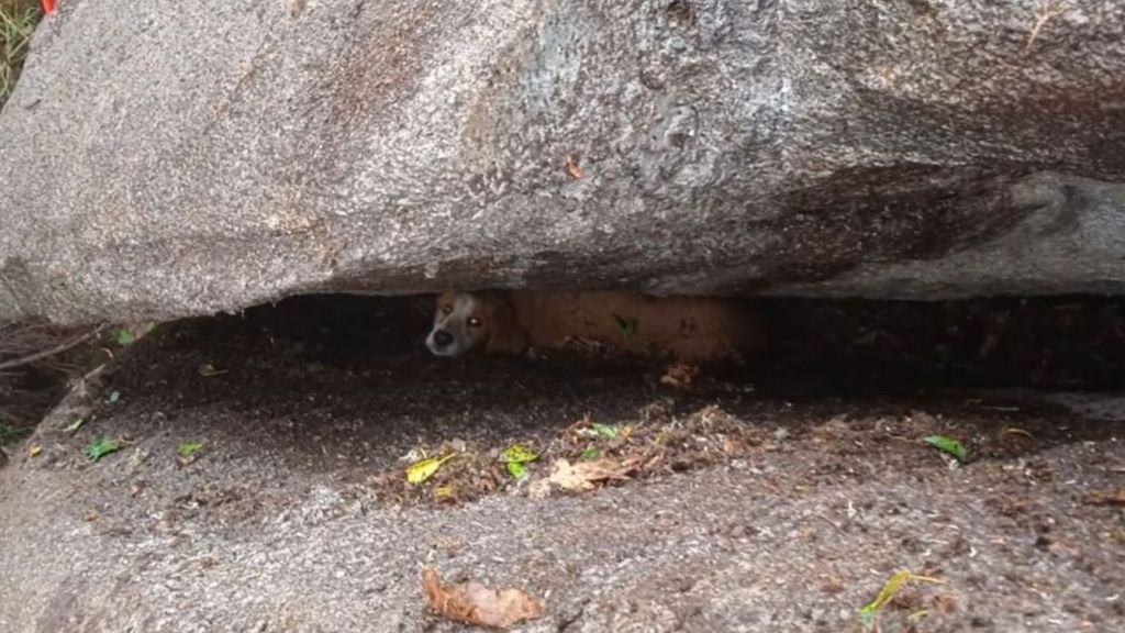 Toby, el perro que rescataron atrapado entre dos rocas en Chantada: "Vivir sin él me costaría mucho"