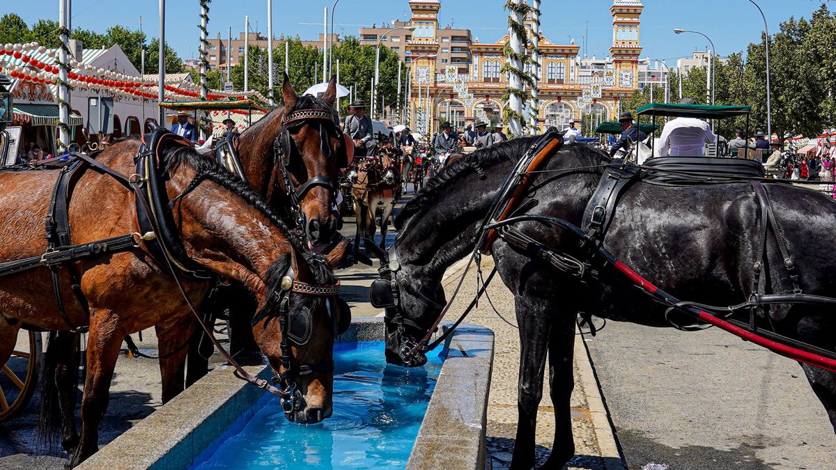 Imagen de caballos en el abrevadero del recinto ferial de la Feria de Abril de Sevilla