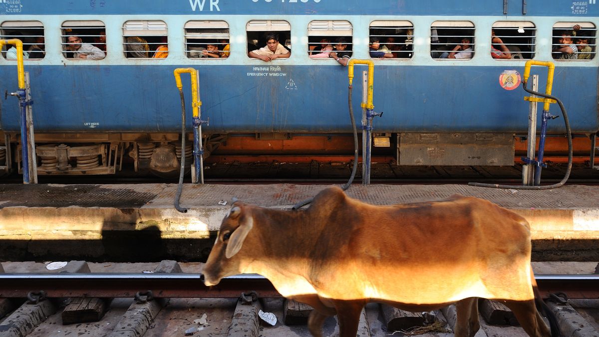 Tren India vaca