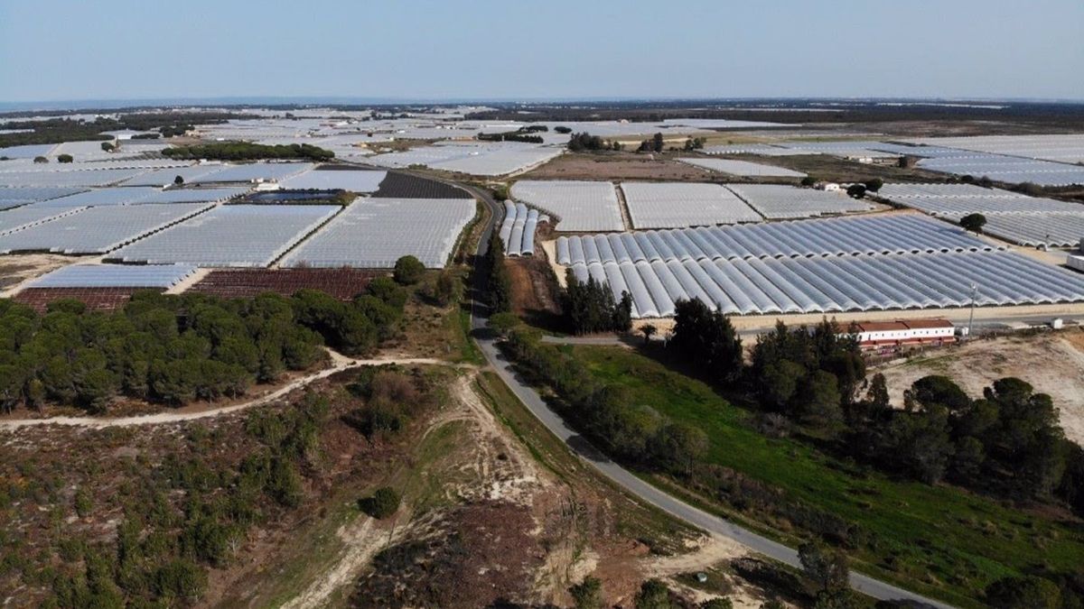 WWF cifra en 1.903 las hectáreas de regadíos que podrían regularizarse en Doñana