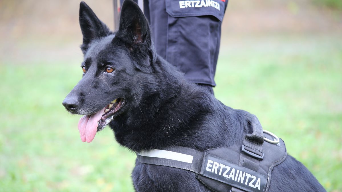 Izar, perra policía de la unidad canina d ela Ertzaintza