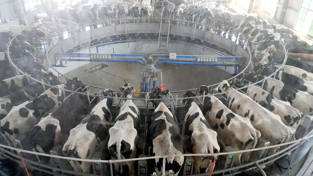 La escaces de hierba hace que las vacas tengan que ser alimentadas con piensos.