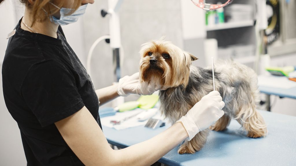 Recuerda que tu perro necesita ir al médico veterinario de forma regular