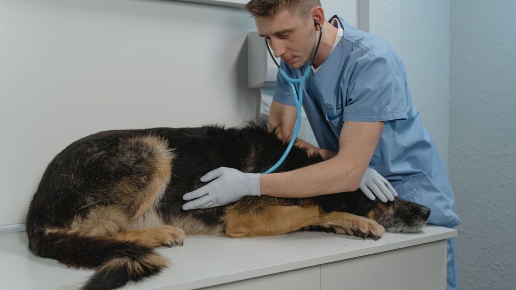 Recuerda que tu perro necesita ir al médico veterinario de forma regular