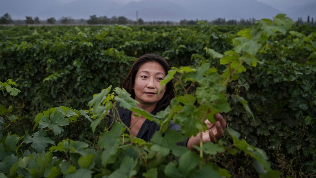 Viñedo en China.