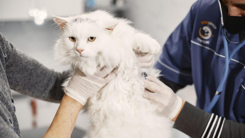 Gatos: tu médico veterinario
