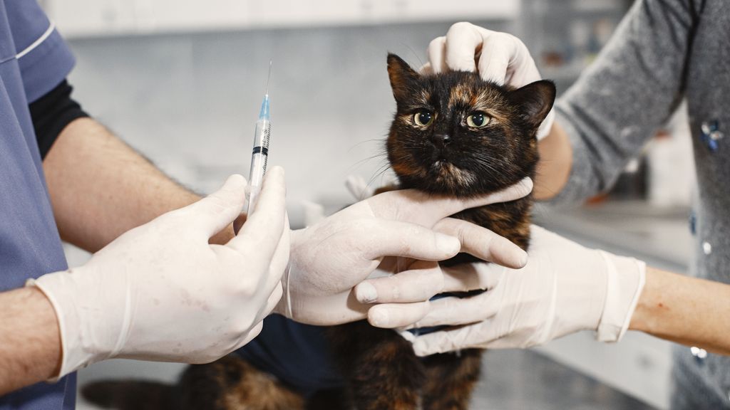 Gatos: tu médico veterinario