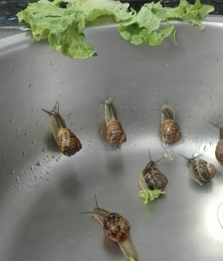 Los caracoles eentrenando en el fregadero