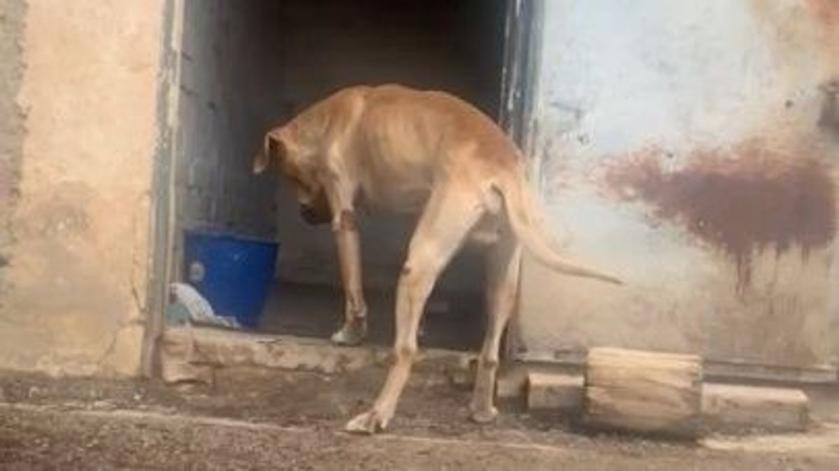 Teddy, el perro rescatado por la Policía Nacional en una finca de Vélez-Málaga Teddy, el perro rescatado por la Policía Nacional en una finca de Vélez-Málaga