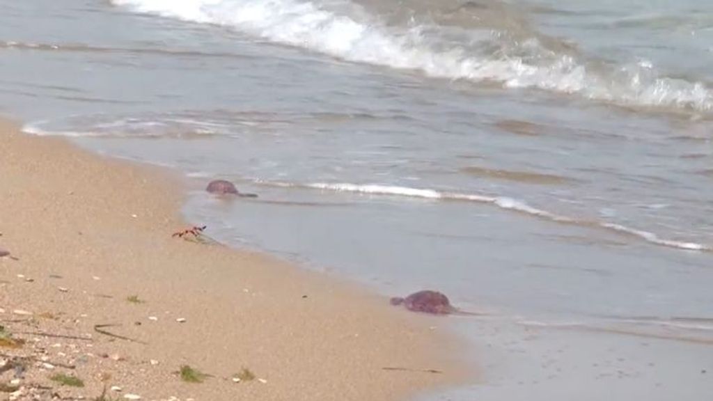 Las medusas se adelantan por el calor y llenan las playas de Denia en pleno puente de mayo