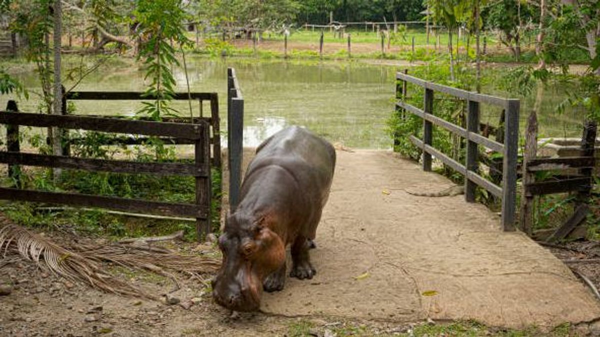 Muere un hipopótamo de Pablo Escobar tras chocar contra un vehículo en Colombia