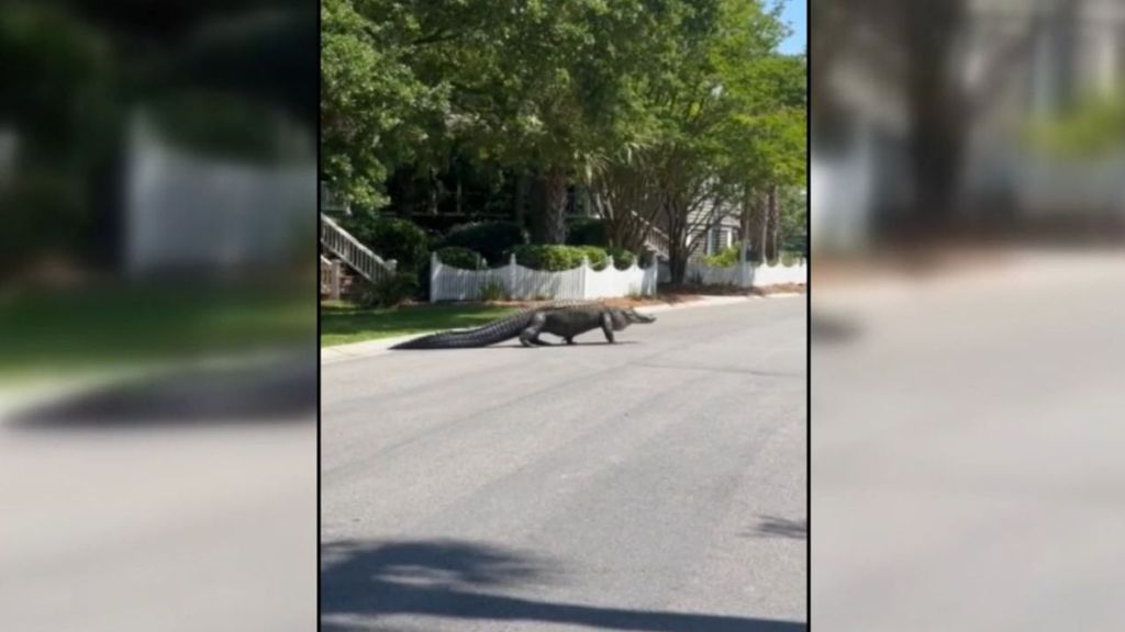 Un enorme caimán se pasea por las calles de un pueblo de Carolina del Sur, en EEUU
