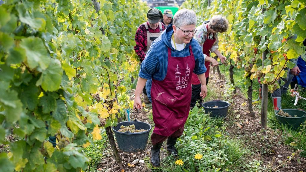 Monjas alemanas y trabajadores voluntarios durante una vendimia