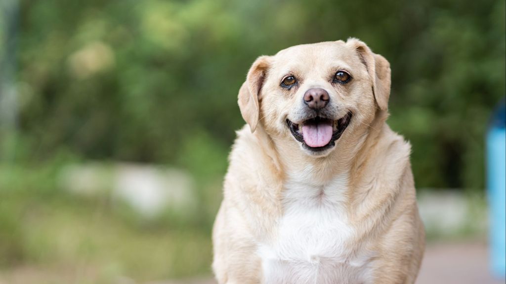 Pasear al perro parece seguro, pero la correa tiene riesgos: un estudio demuestra las lesiones más frecuentes