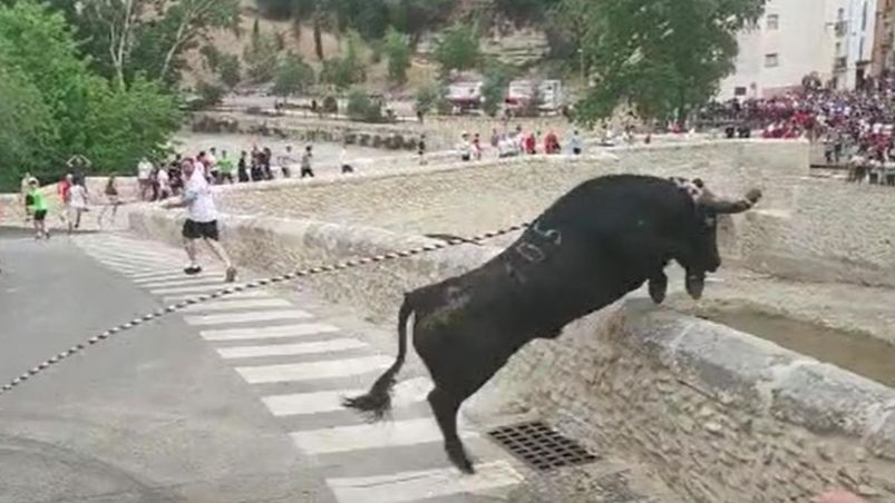 A roped bull dies after falling off a cliff at the Ontinyent festivities