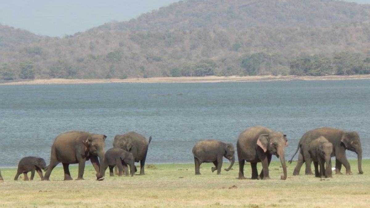 En Sri Lanka, un gran embalse de Minneriya construido por el rey Mahasen en el siglo III proporciona a los elefantes asiáticos un suministro de agua durante todo el año y vegetación de llanura aluvial para alimentarse.