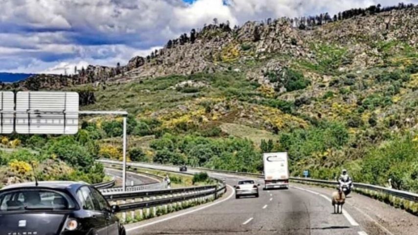 La oveja se metió  en la carretera de Verín provocando el caos