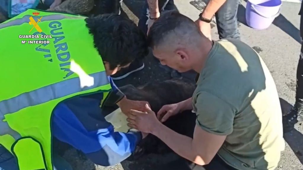 Mueren dos perros encerrados en el maletero del coche de sus dueños