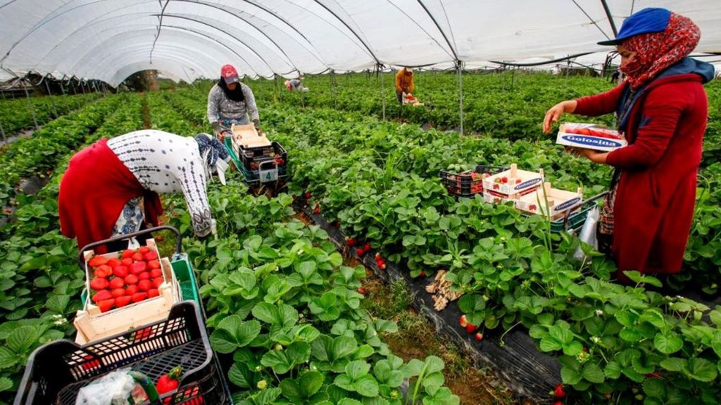 Jornaleras contratadas por empresas andaluzas garantizan la recolección de frutos rojos