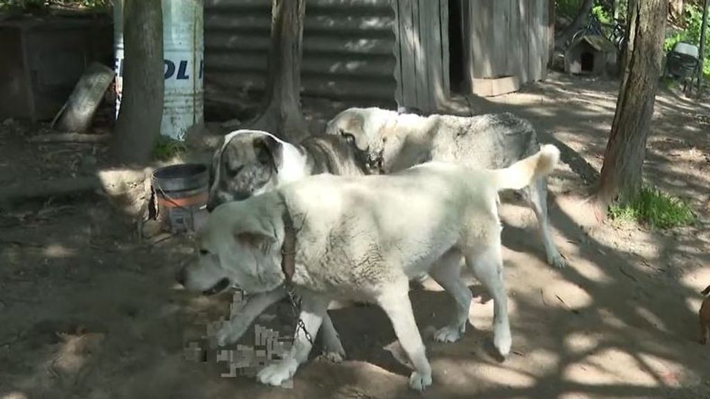 Los vecinos de Campolameiro, atemorizados por una manada de perros: van sueltos por la calle y matan a sus animales