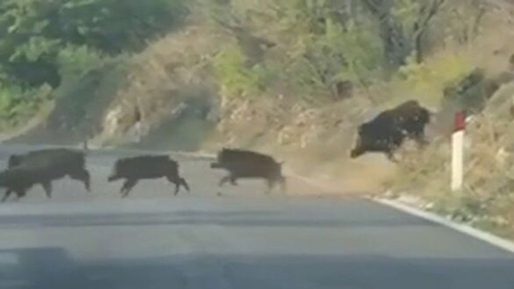 Los cazadores reclaman ayudas para hacer frente a la superpoblación de jabalíes