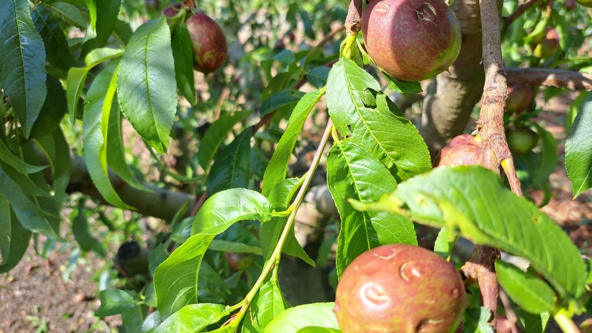 Cultivos de nectarina afectados por la granizada de este domingo