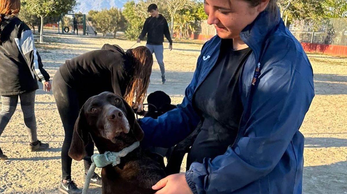 Perros adiestrados de Amería buscan un hogar