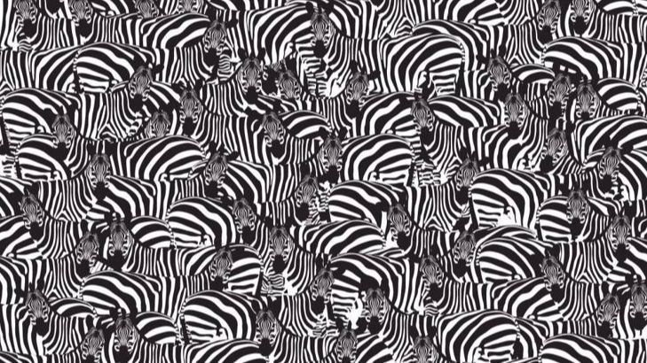 Can You Find the Hidden Piano Among the Zebras? A Viral Challenge That Few Succeed At