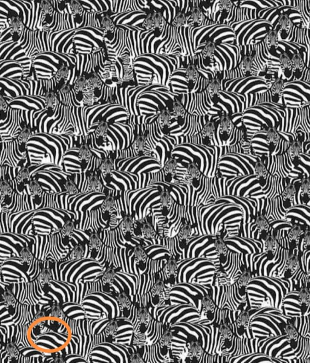 Can you find the piano among the zebras?  We warn you, very few succeed