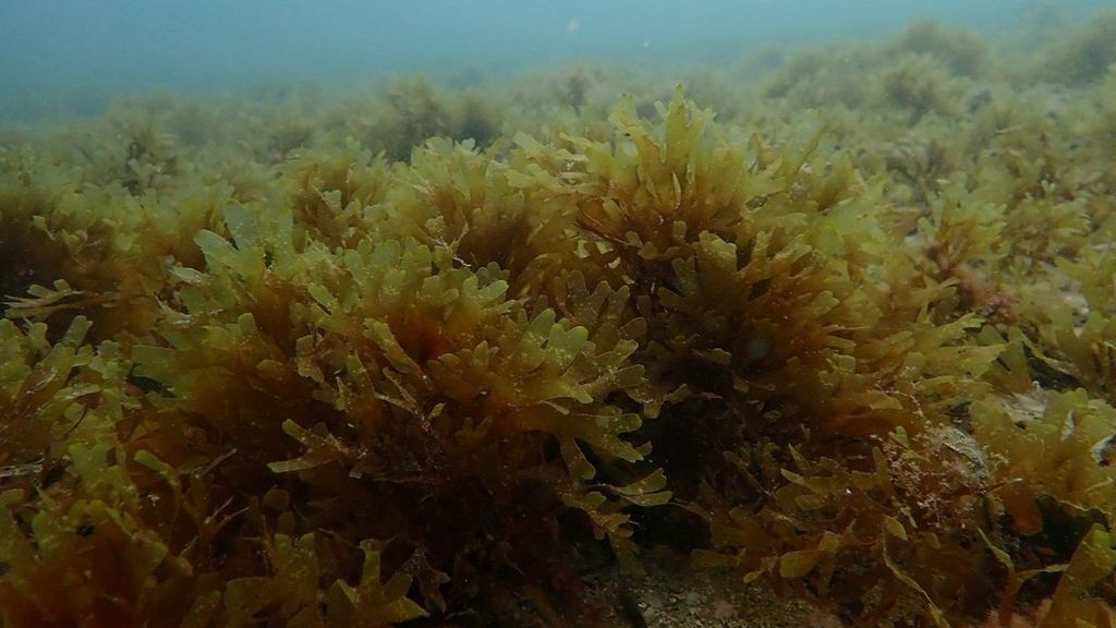 Investigadores de la UA detectan una especie de alga invasora que amenaza la biodiversidad en la costa de Alicante