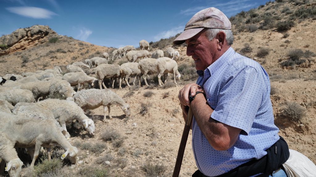 Pastor con sus ovejas en Zaragoza.