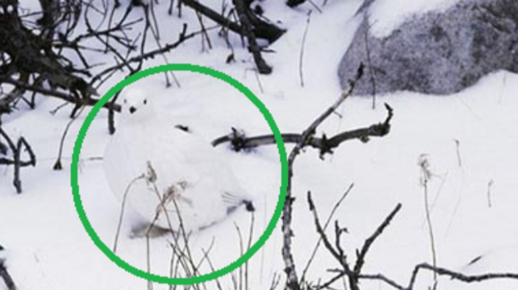 Un animal se ha escondido en la nieve. ¿Puedes encontrarlo y resolver este reto viral?
