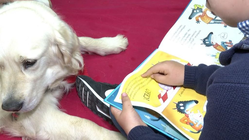 Así es Klaus, el perro 'profesor' que ayuda a pequeños como Sheila y Diego