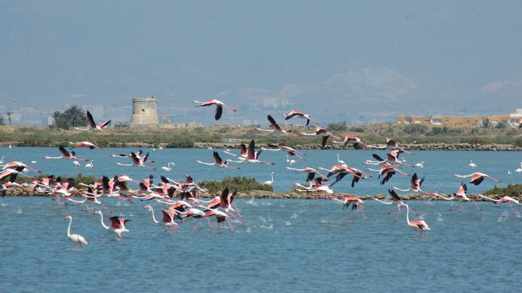 Aves en las Salinas del Cabo de Gata (Almería)