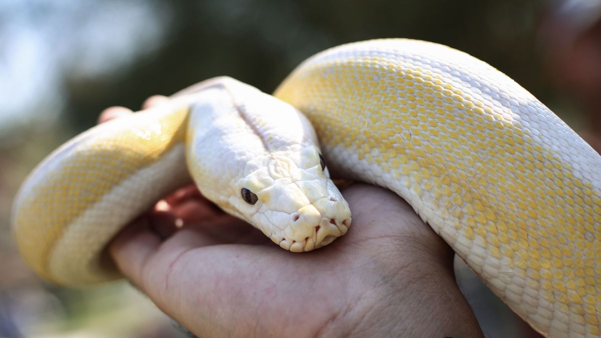Una boa constrictor albina en una imagen de archivo Una boa constrictor albina en una imagen de archivo