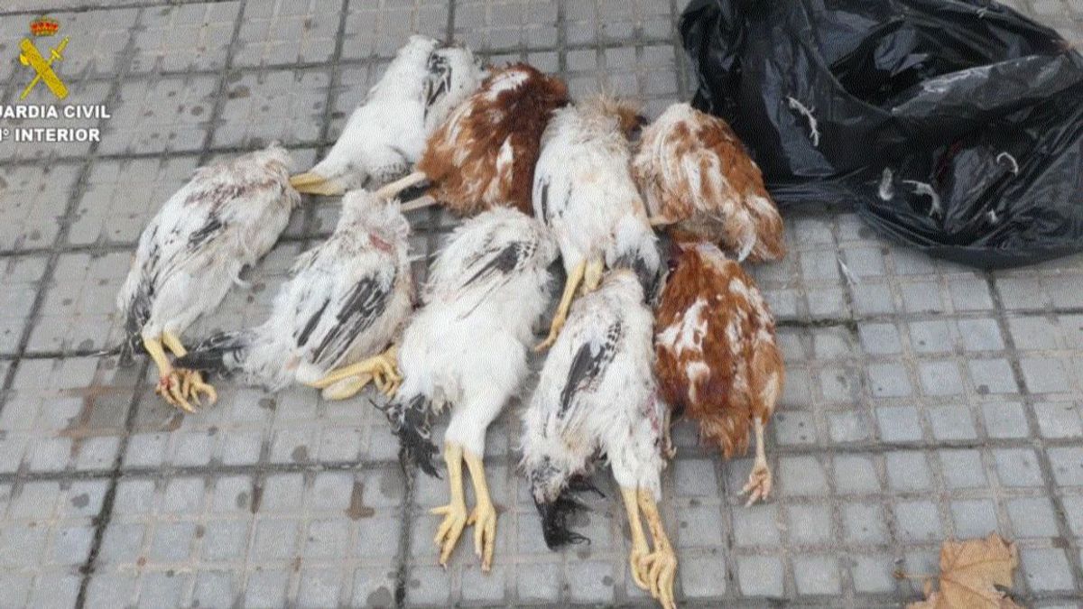 Animales degollados para practicar la santería en Cataluña