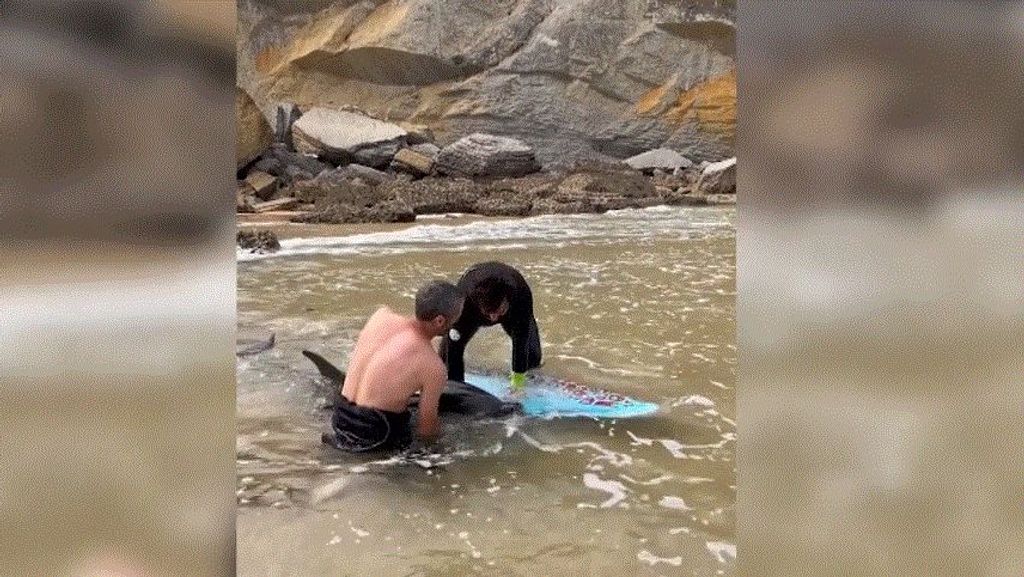 Así salvaron dos surfistas a un delfín varado en una playa de Santander 