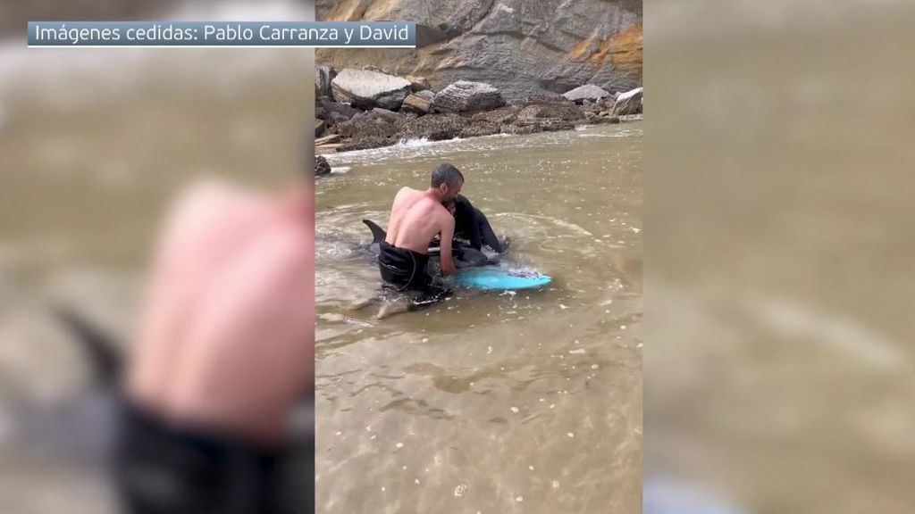 Dos surfistas logran rescatar con éxito a un delfín varado en una playa de Santander