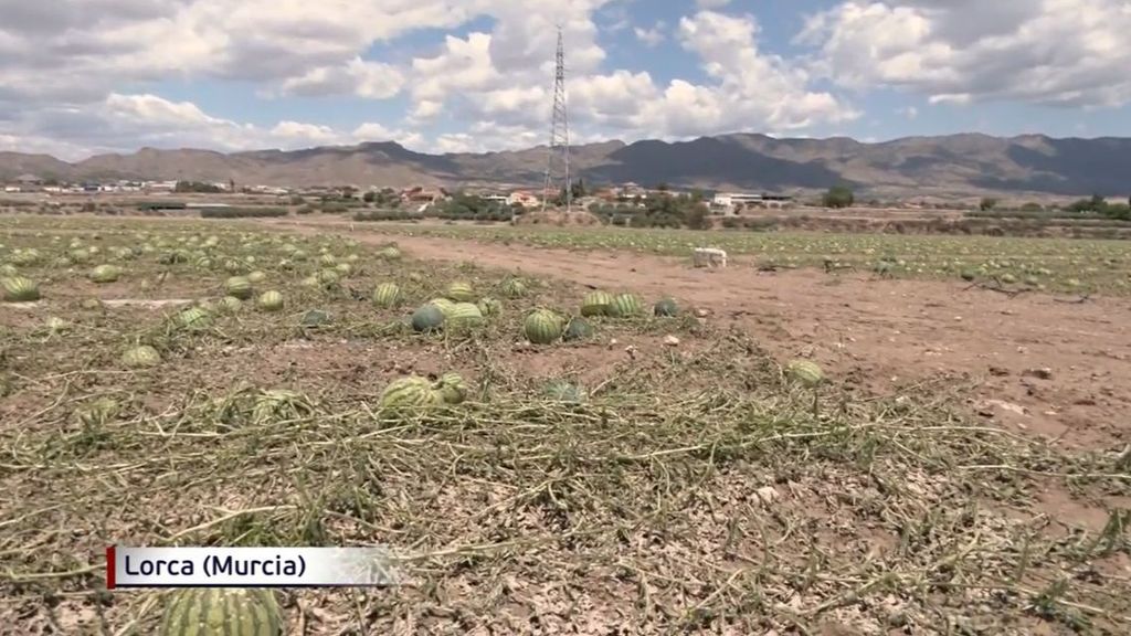 Las fuertes granizadas destrozan aún más los cultivos en Murcia, ya afectados por la sequía