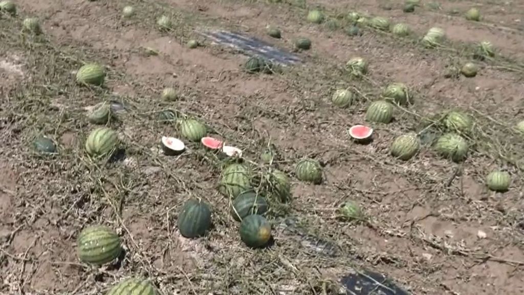 Las granizadas terminan de destrozar los campos y cultivos de Murcia, desolados por la sequía