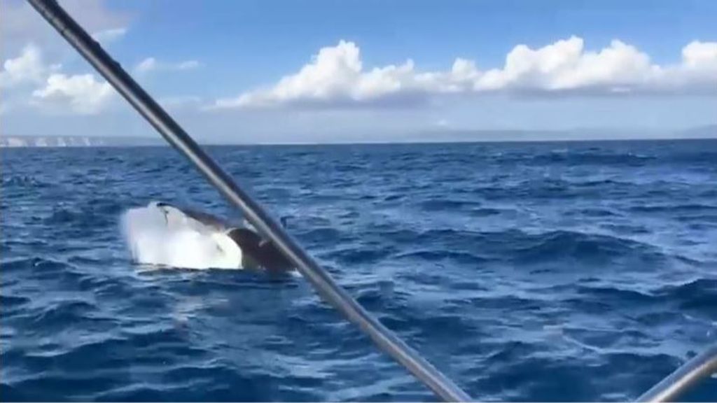 Miedo en la costa gaditana por las orcas: los ataques son cada vez más frecuentes