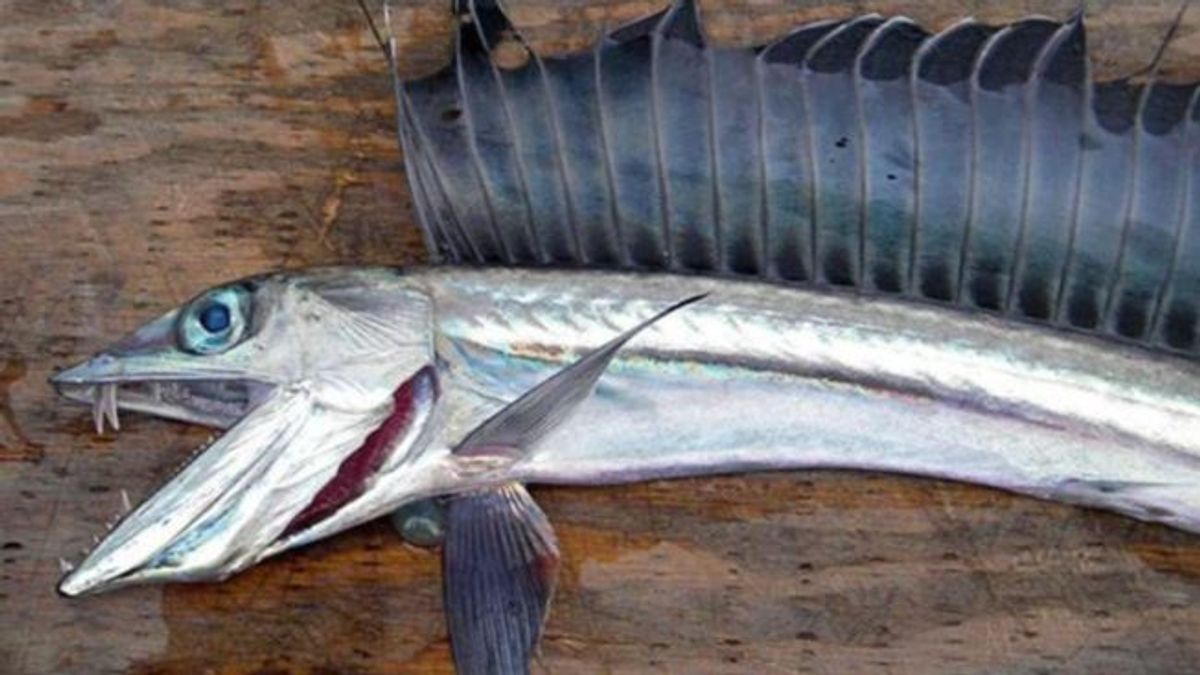 Pánico por la aparición de peces caníbales en las playas de Oregón, EEUU