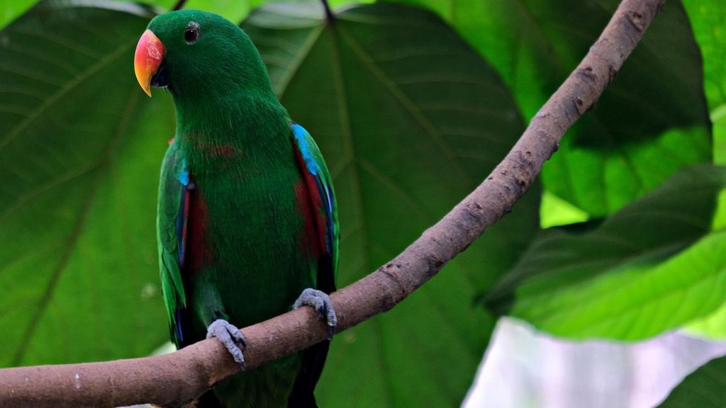 Loro de la especie Eclectus roratus