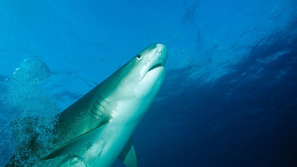 Un enorme tiburón ataca repentinamente a un pescador cuando faenaba con su kayak en Hawái