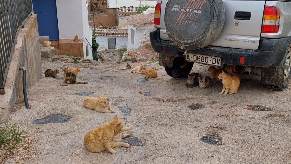 La aldea de Granada en la que hay más gatos que vecinos castra a toda la colonia y pide ayuda para alimentarlos