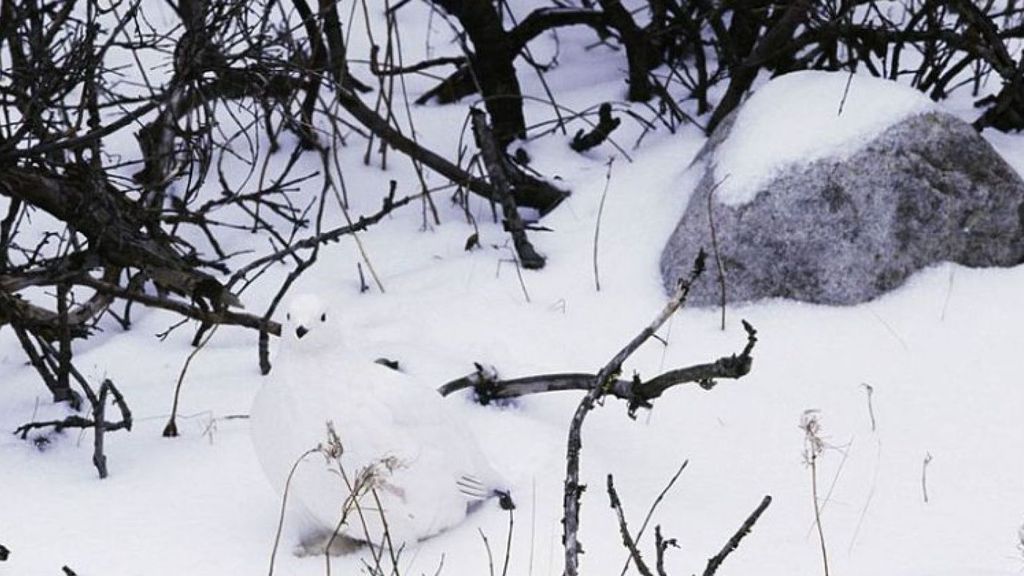 Un animal se ha escondido en la nieve ¿Puedes encontrarlo y resolver este reto viral?
