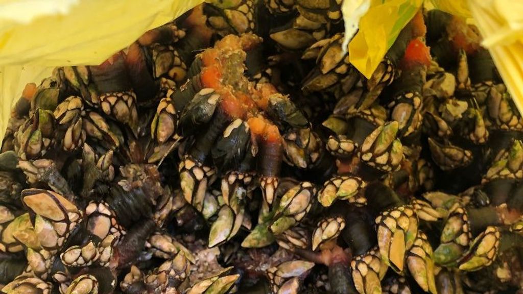 Imagen de archivo de unos percebes.