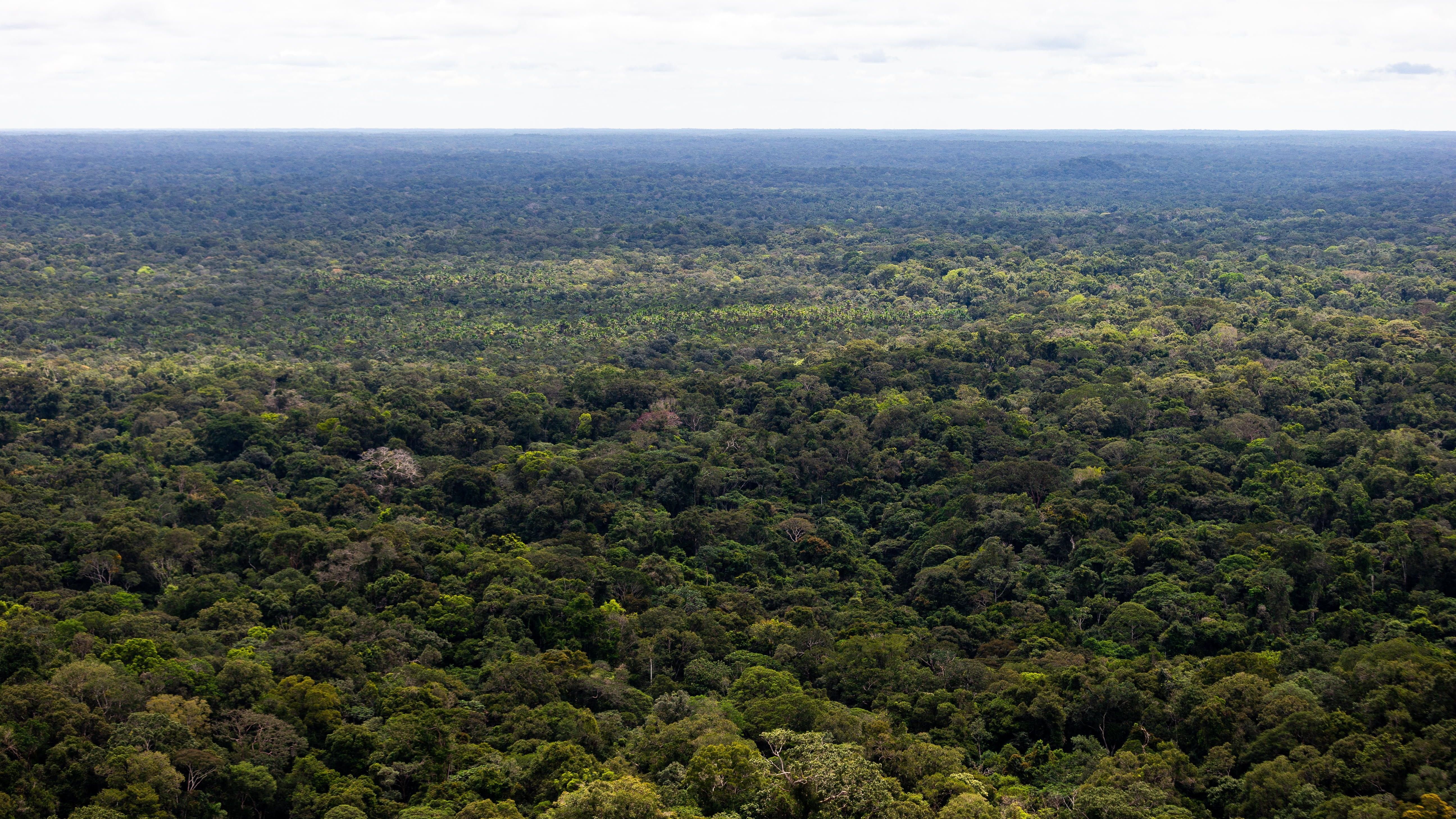 Hallan sanos y salvos a cuatro hermanos, entre ellos un bebé, perdidos en el Amazonas 17 días