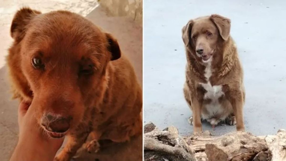 Bobi, el perro más longevo del mundo rompe el récord al cumplir 31 años