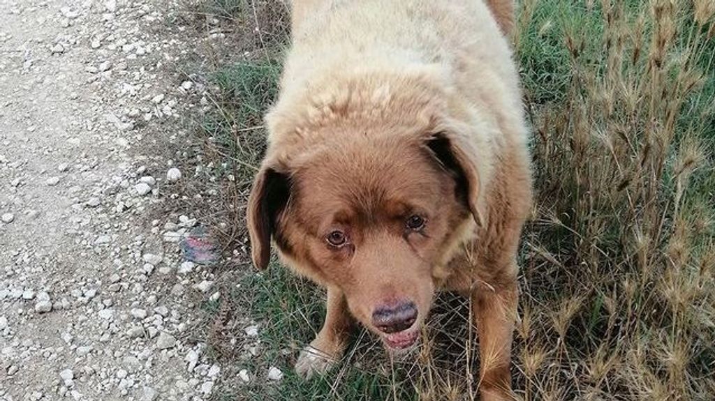 Bobi, el perro más viejo del mundo